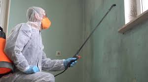 Why You Should Choose Our Mold Remediation Services in Park City, UT